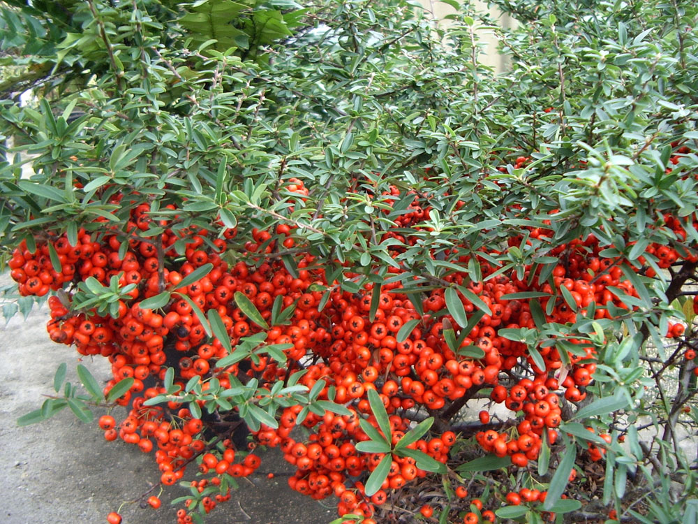 Pyracantha Navaho