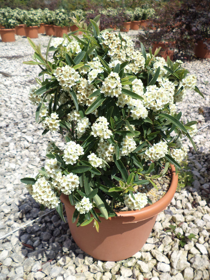 Pyracantha Navaho