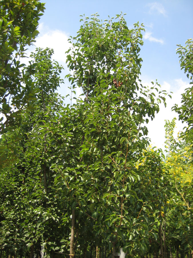 Pyrus Calleryana Chanticleer