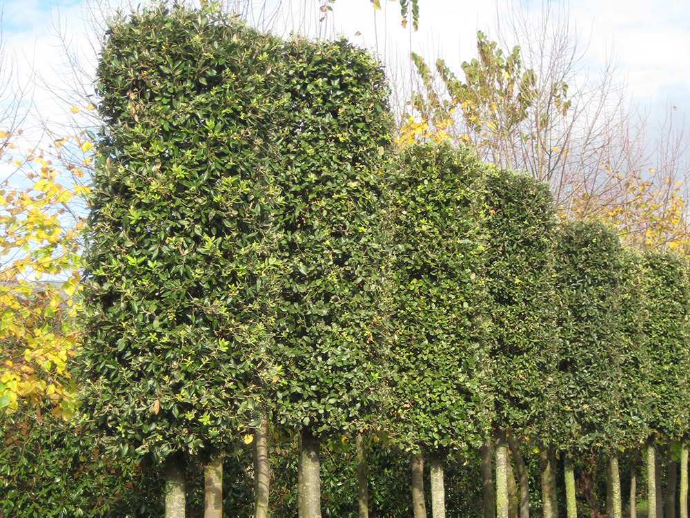 Quercus Ilex