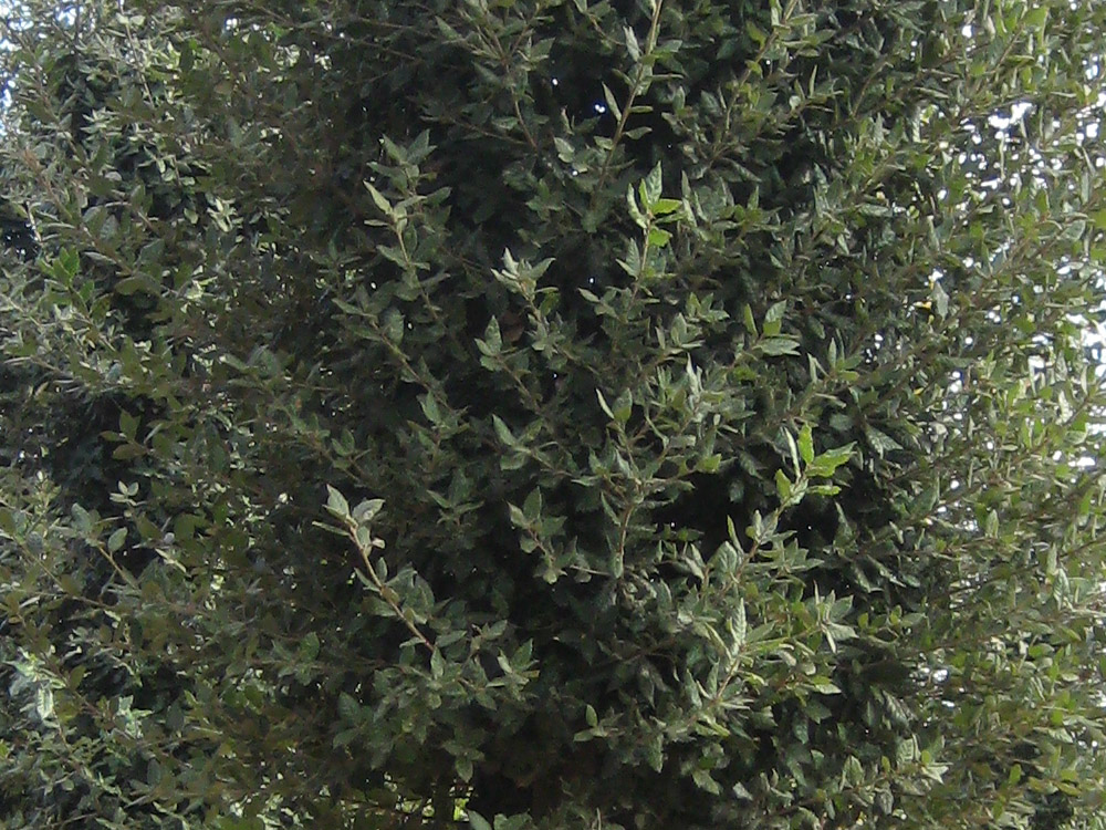 Quercus Ilex