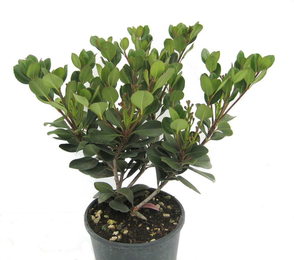 Rhaphiolepis Umbellata