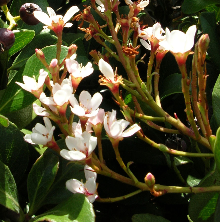 Rhaphiolepis Umbellata