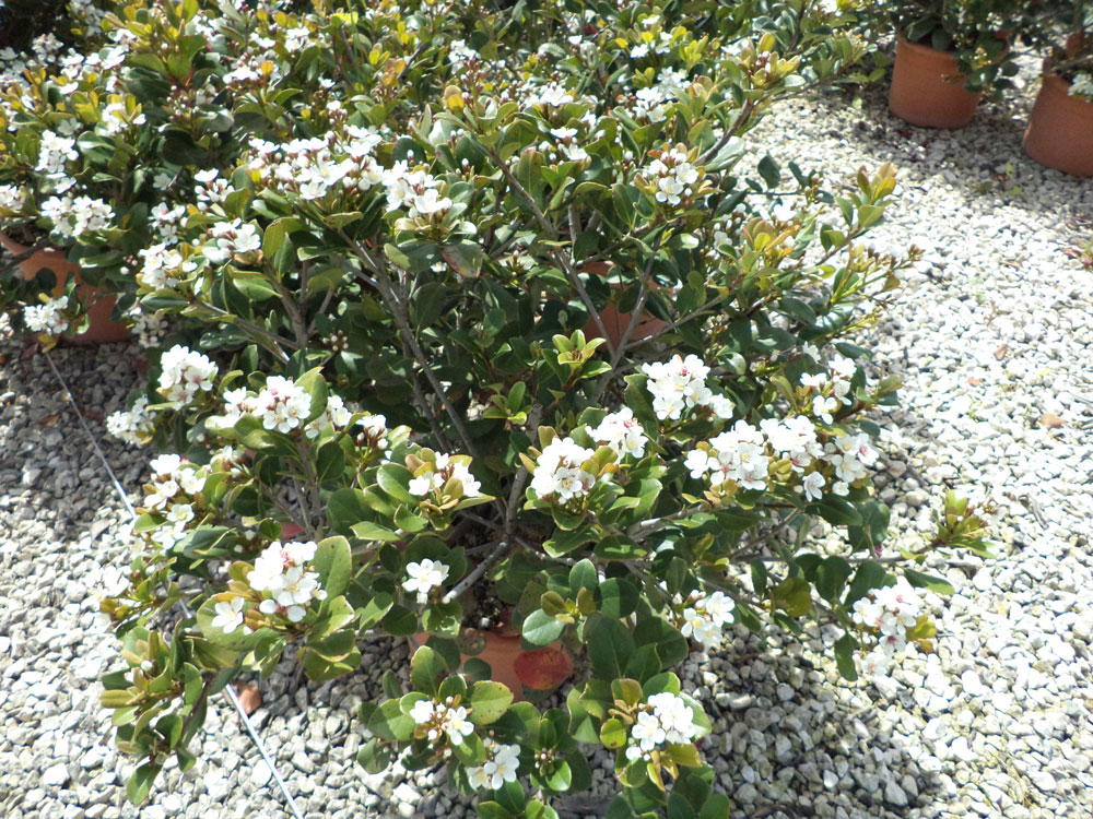 Rhaphiolepis Umbellata
