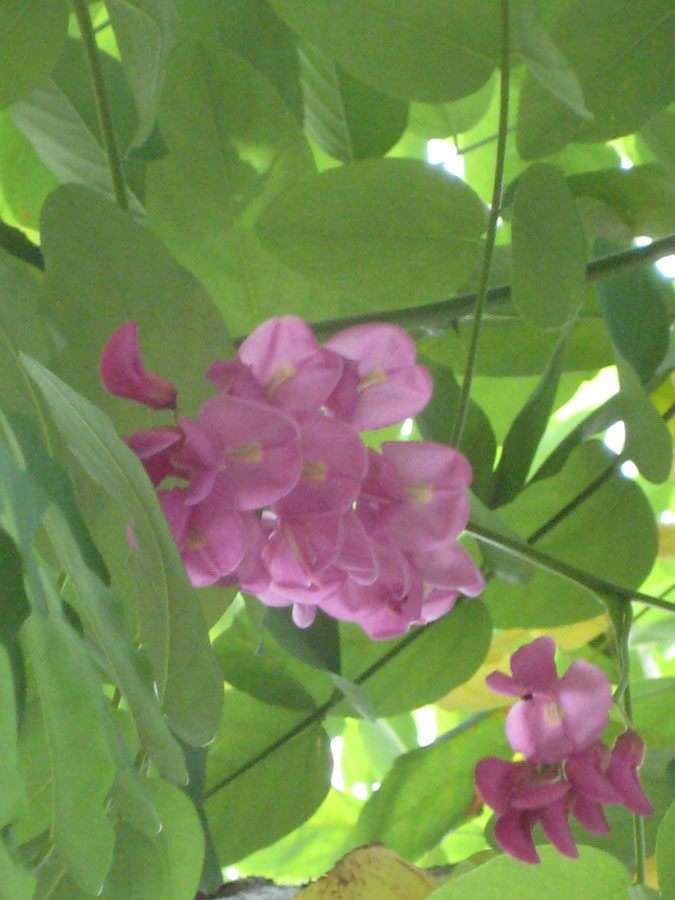 Robinia Pseudoacacia Casque Rouge