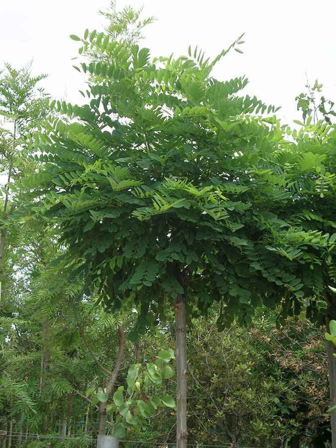 Robinia Pseudoacacia Umbraculifera