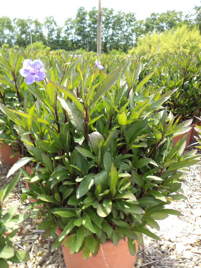 Ruellia Brittoniana