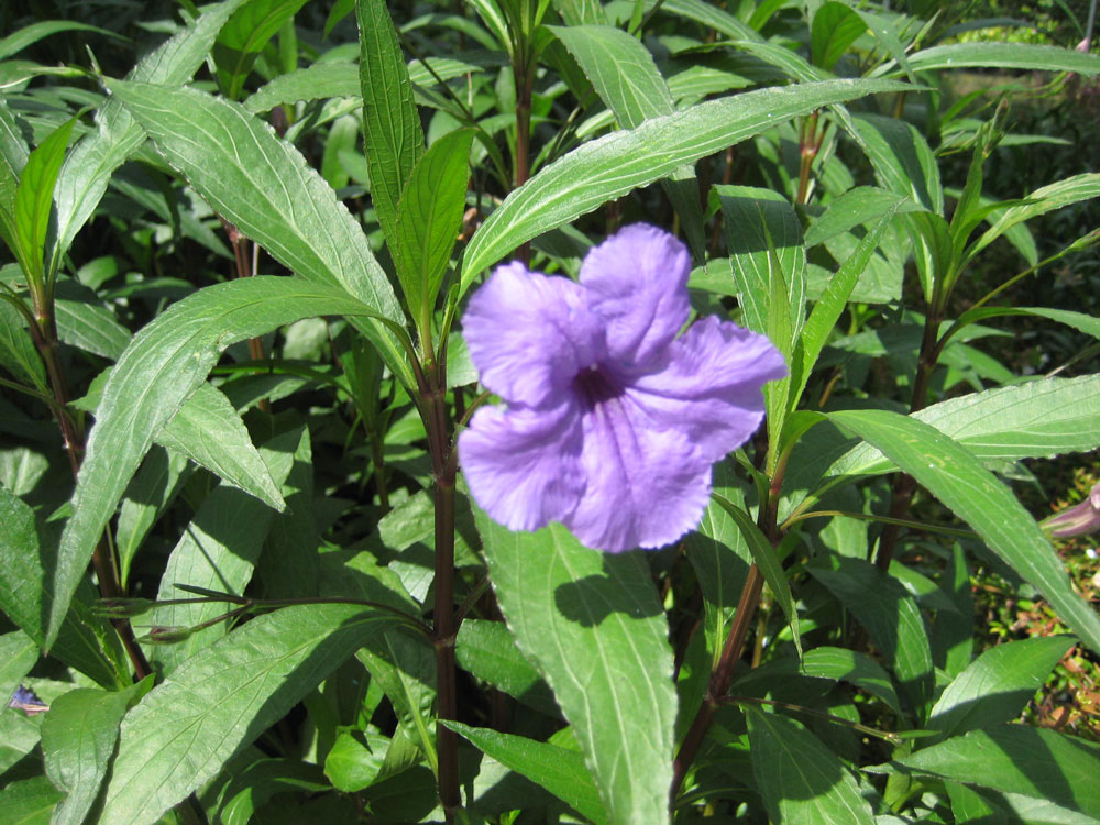 Ruellia Brittoniana