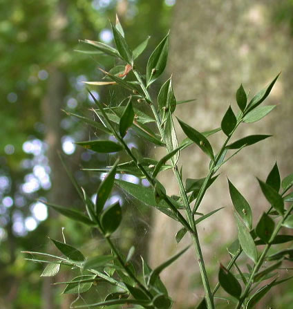 Ruscus Aculeatus