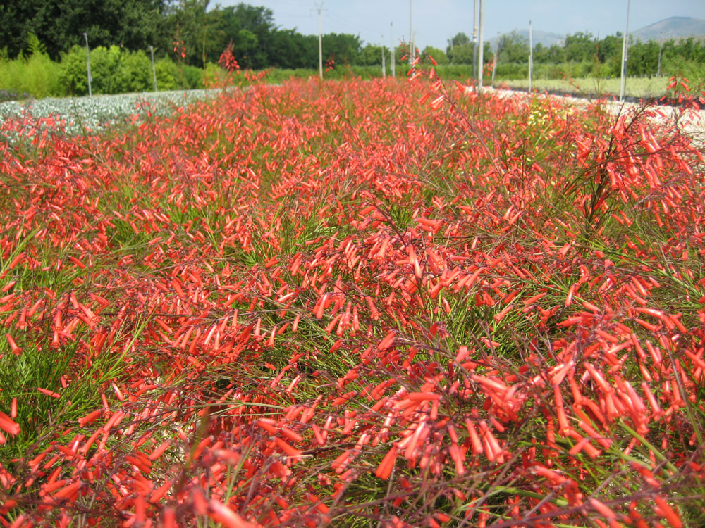 Russelia Equisetiformis