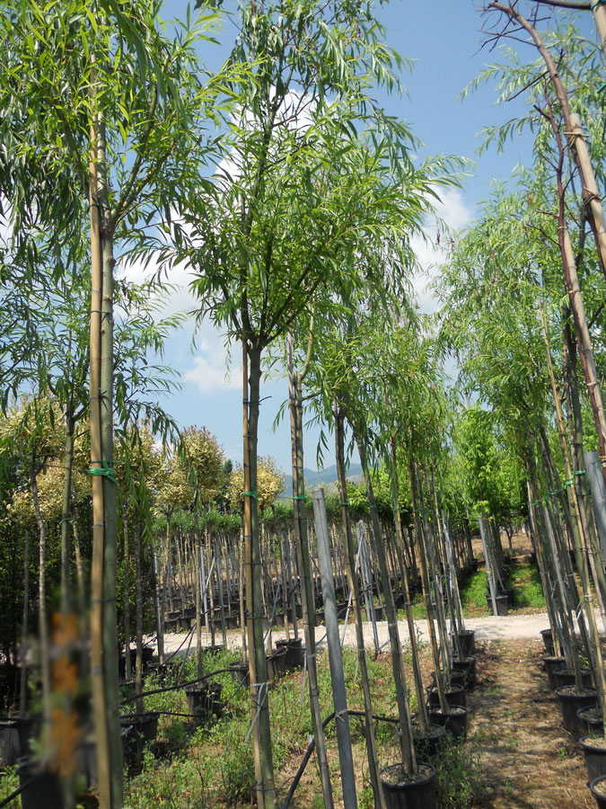 Salix Babilonica
