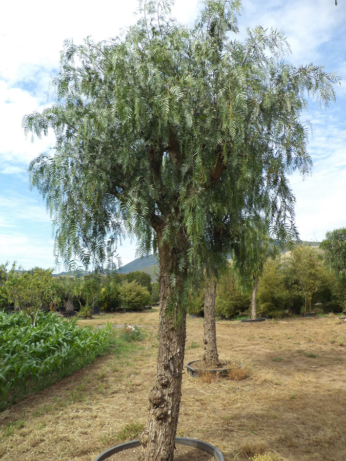 Schinus Molle