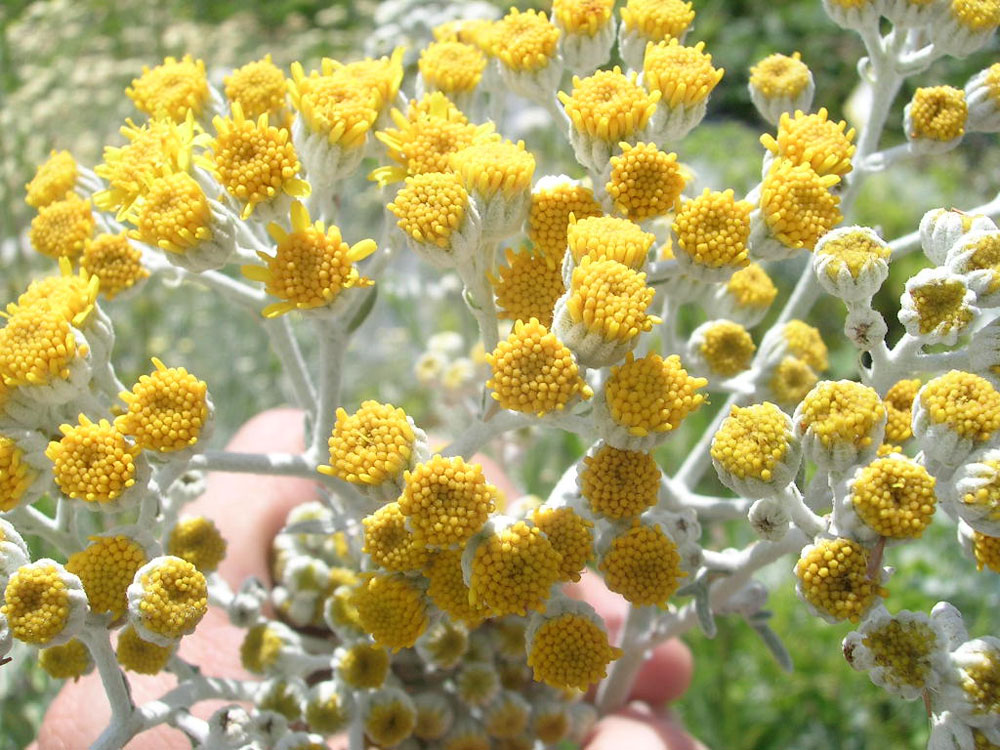 Senecio Cineraria Silver Dust