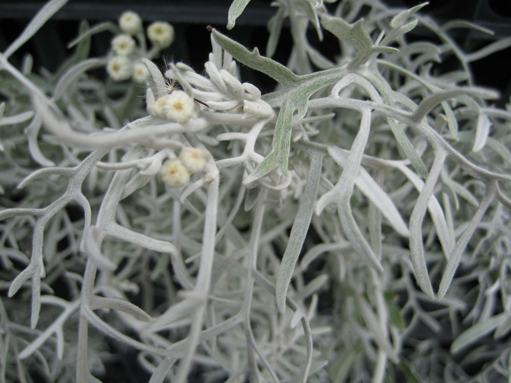 Senecio Cineraria Silver Dust