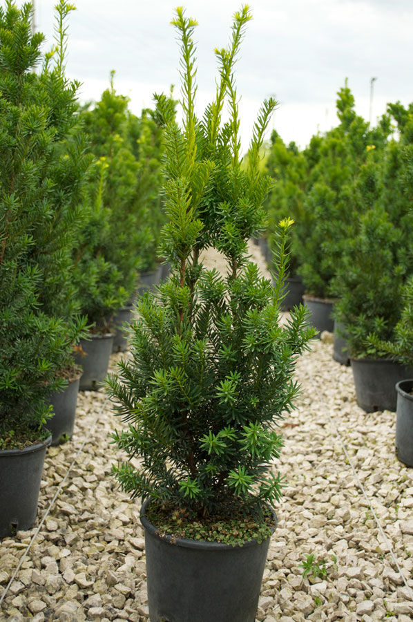 Taxus Media Hicksii