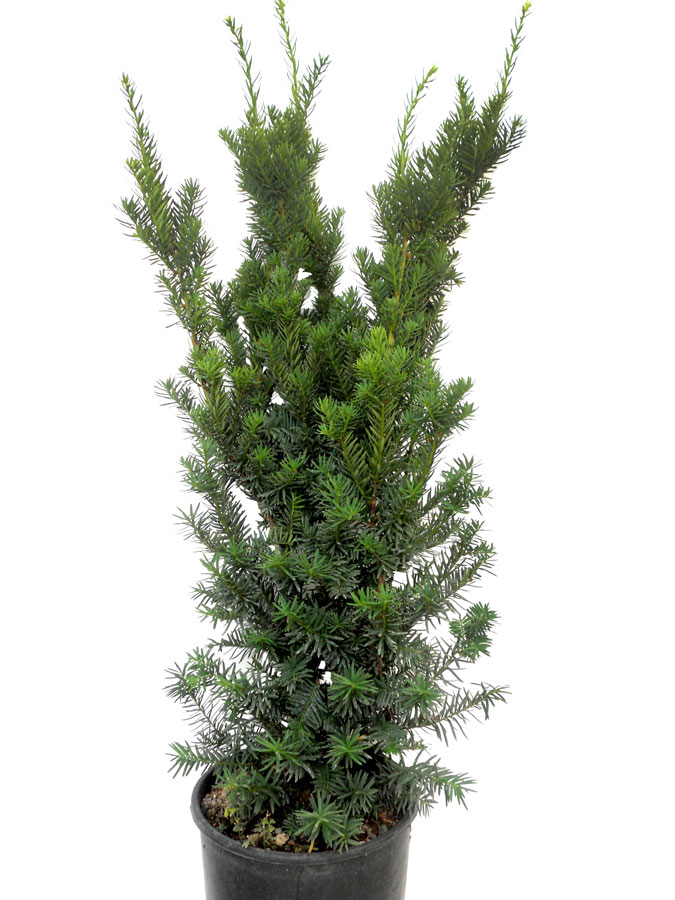 Taxus Media Hicksii