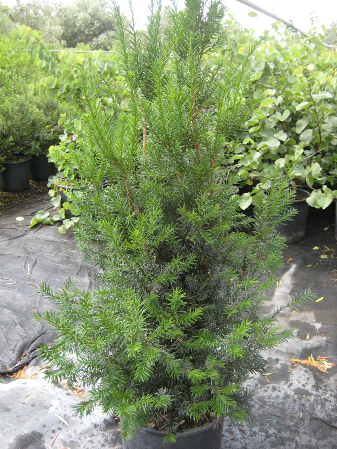 Taxus Media Hicksii