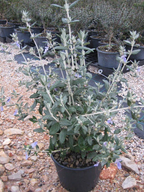 Teucrium Fruticans