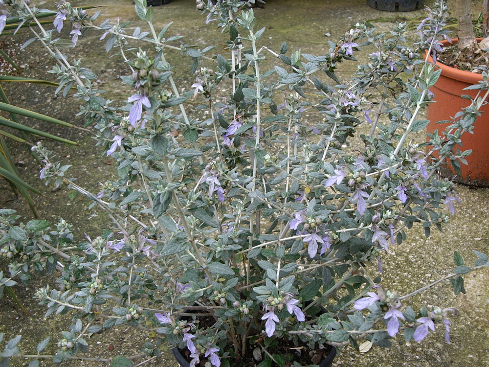 Teucrium Fruticans