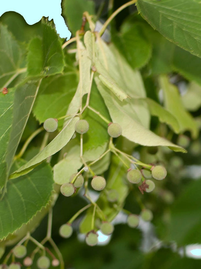 Tilia Ibrida Argentea