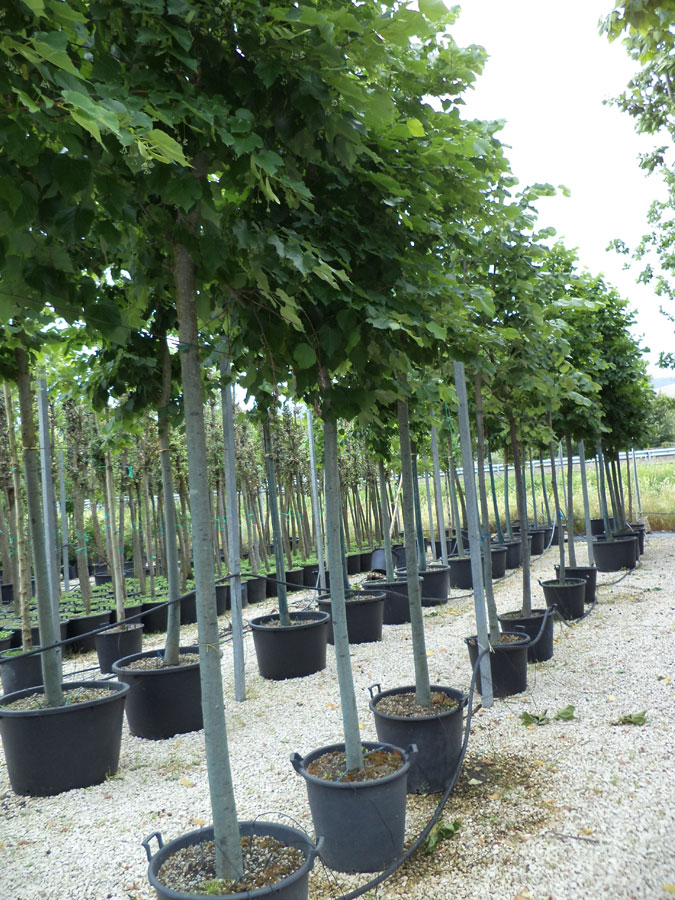 Tilia Ibrida Argentea