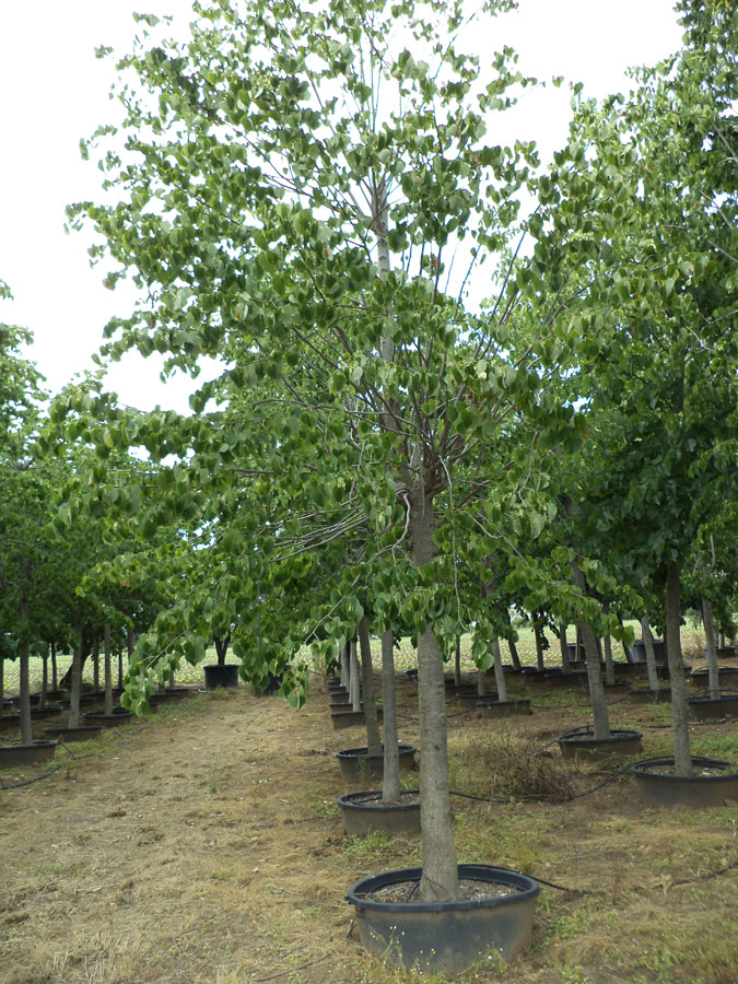 Tilia Ibrida Argentea