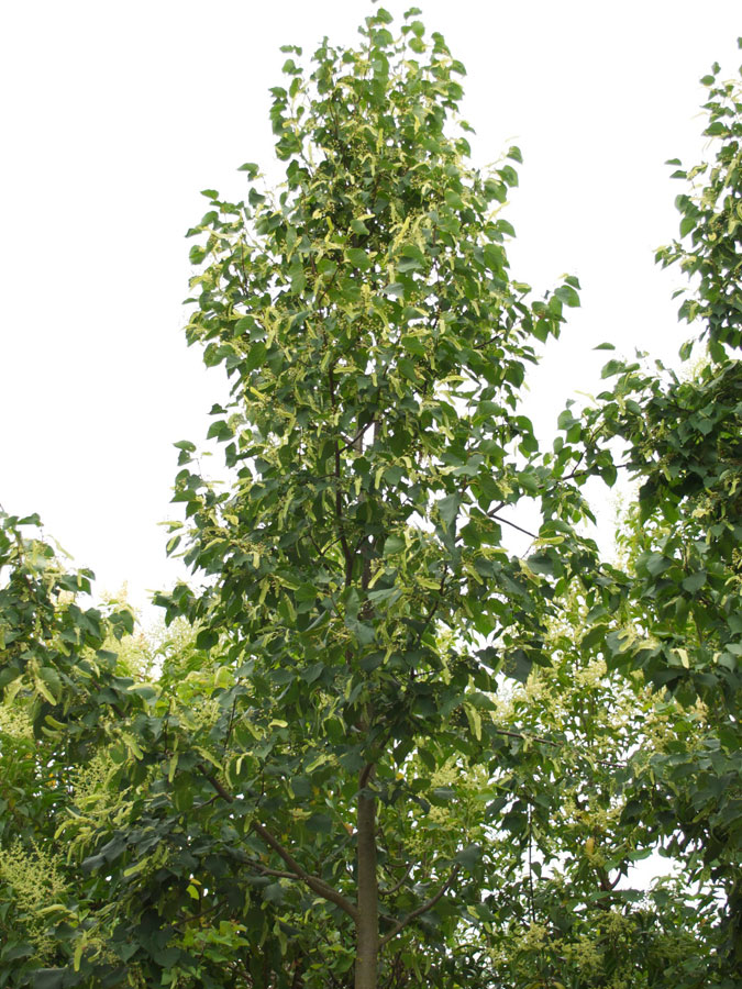 Tilia Ibrida Argentea