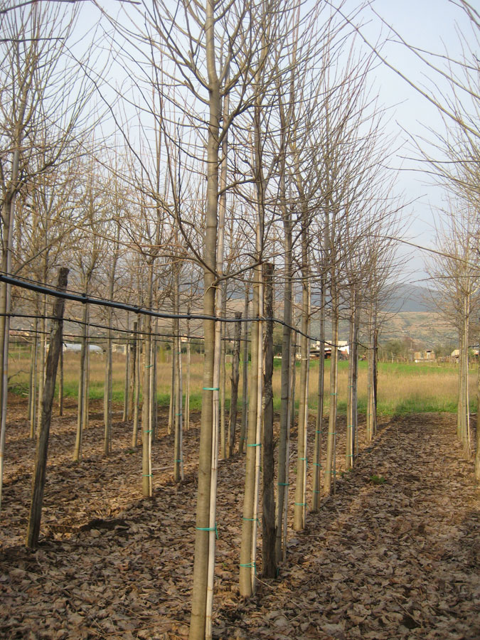 Tilia Ibrida Argentea