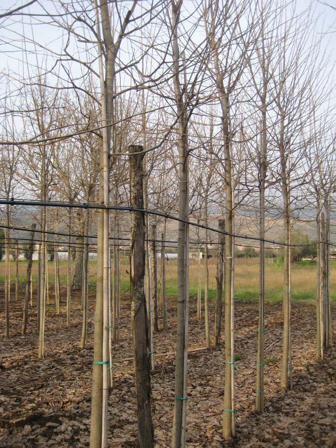 Tilia Ibrida Argentea