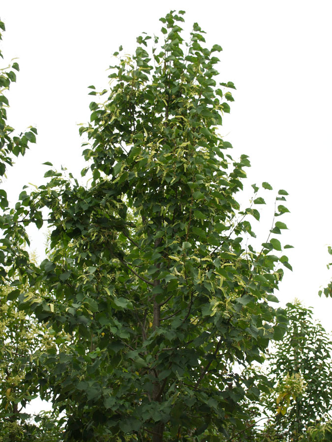 Tilia Ibrida Argentea