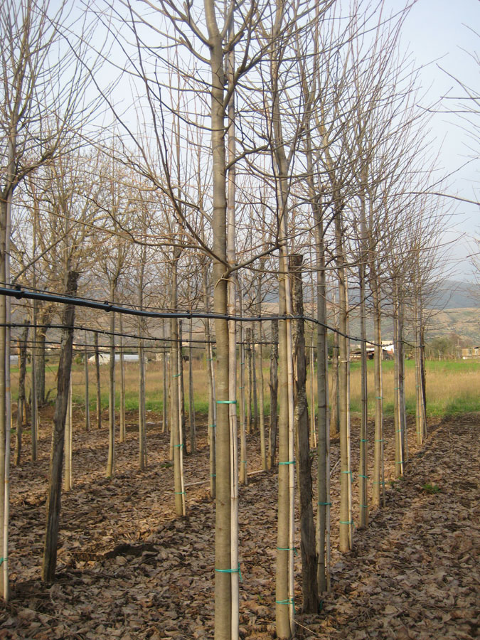 Tilia Ibrida Argentea