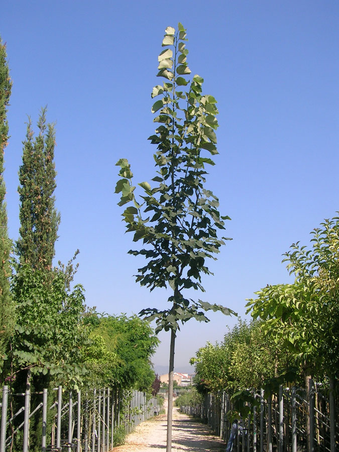 Tilia Ibrida Argentea