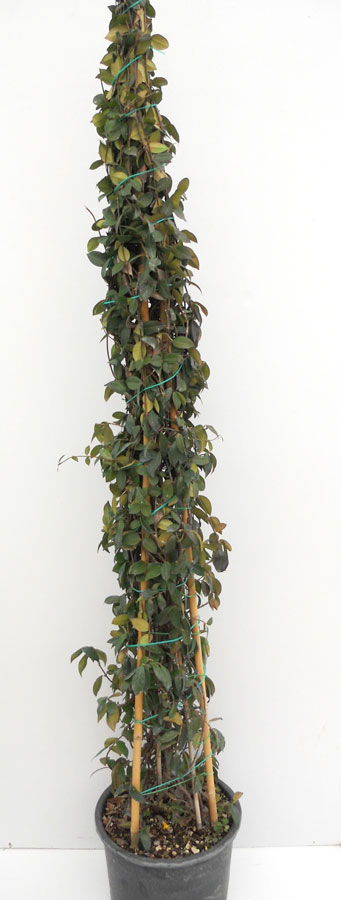 Trachelospermum Jasminoides