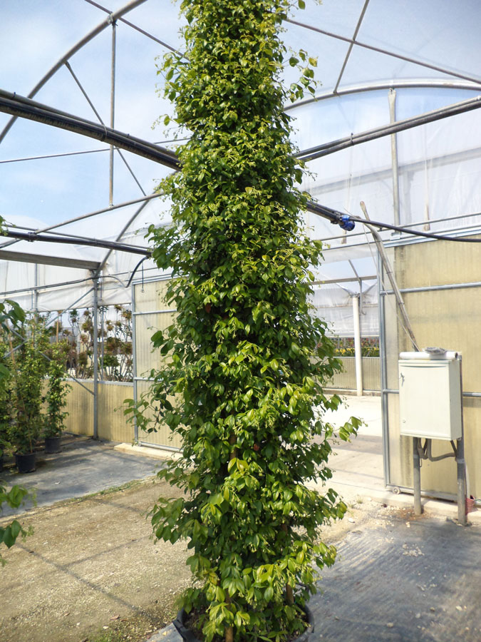Trachelospermum Jasminoides