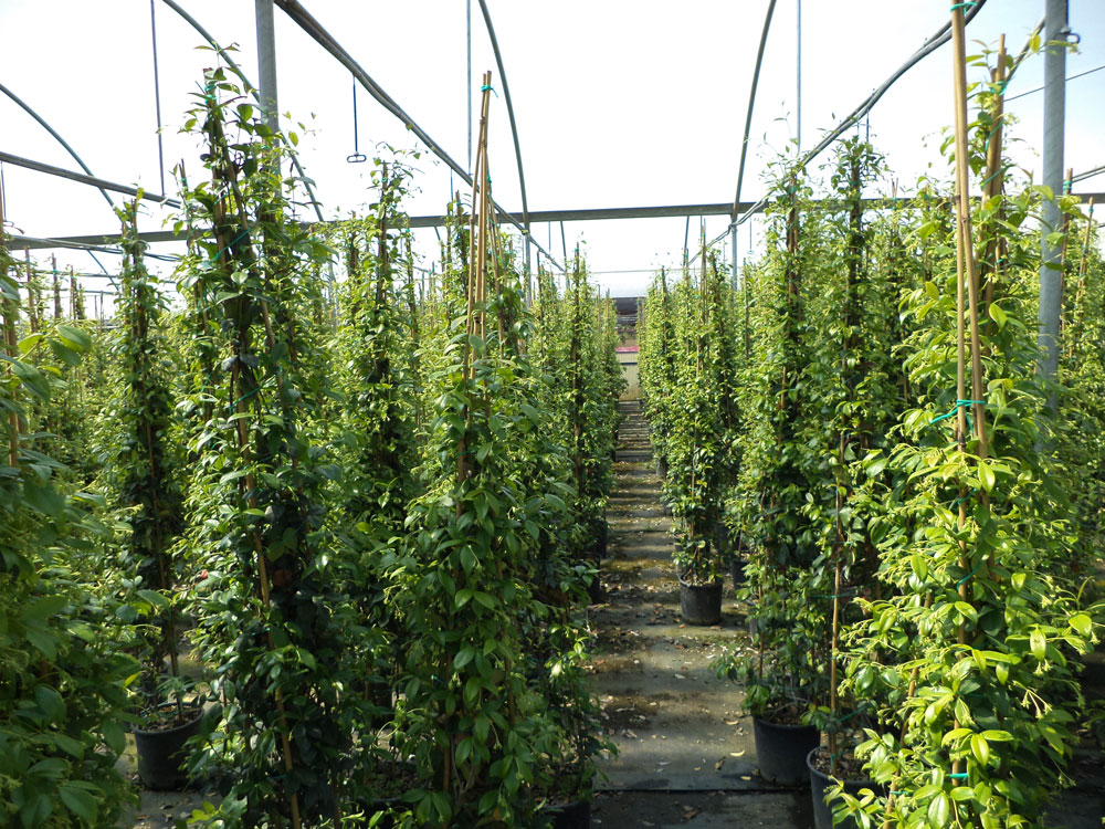 Trachelospermum Jasminoides