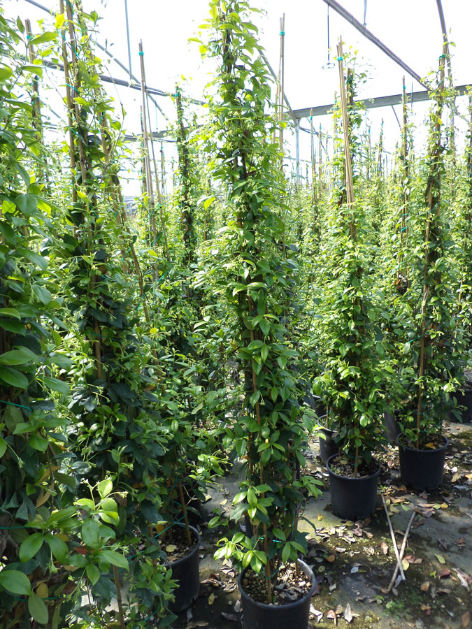 Trachelospermum Jasminoides