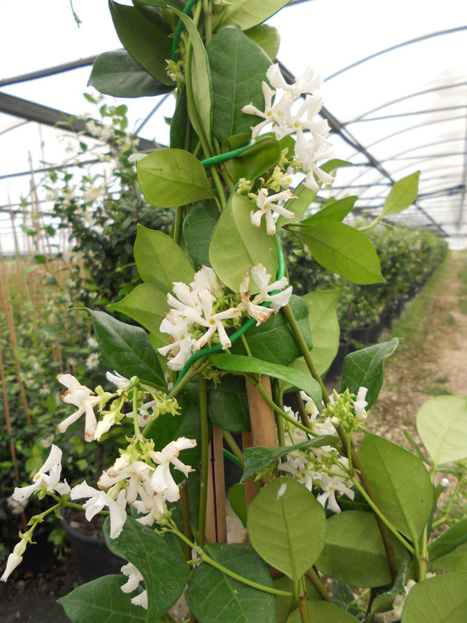 Trachelospermum Jasminoides