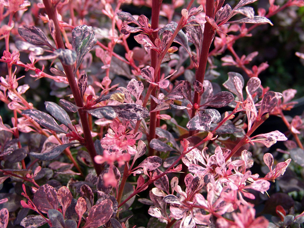 Thunbergii Harlequin