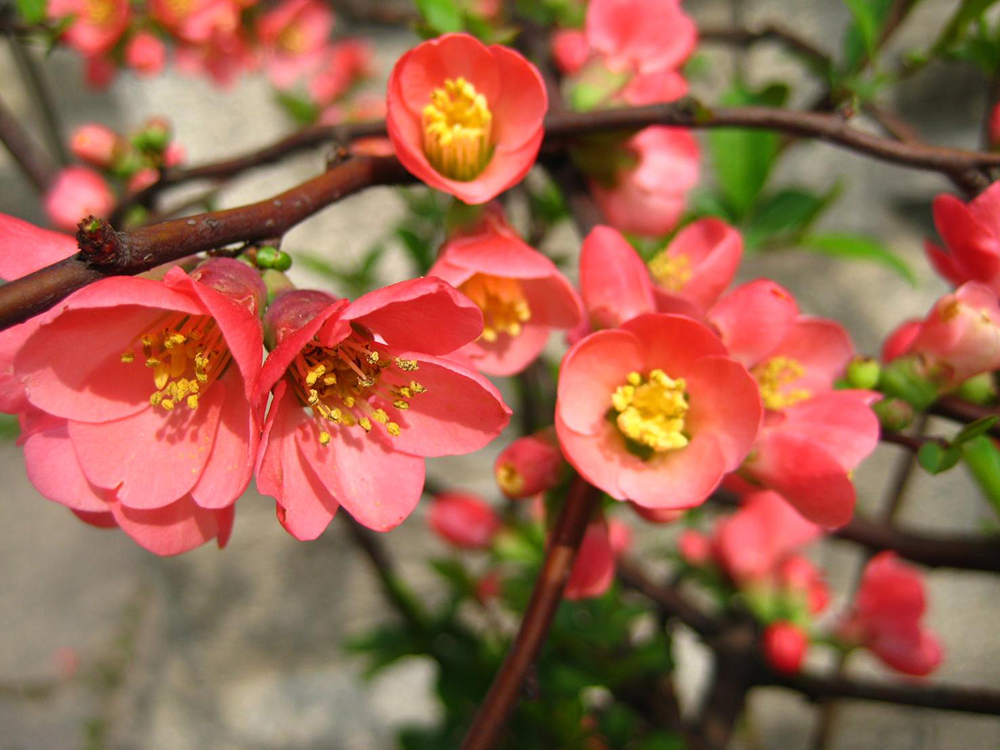 Japonica
