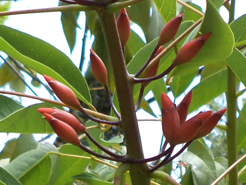 erythrina 1