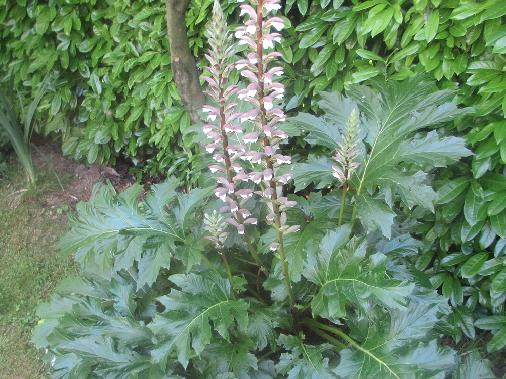 acanthus mollis 1