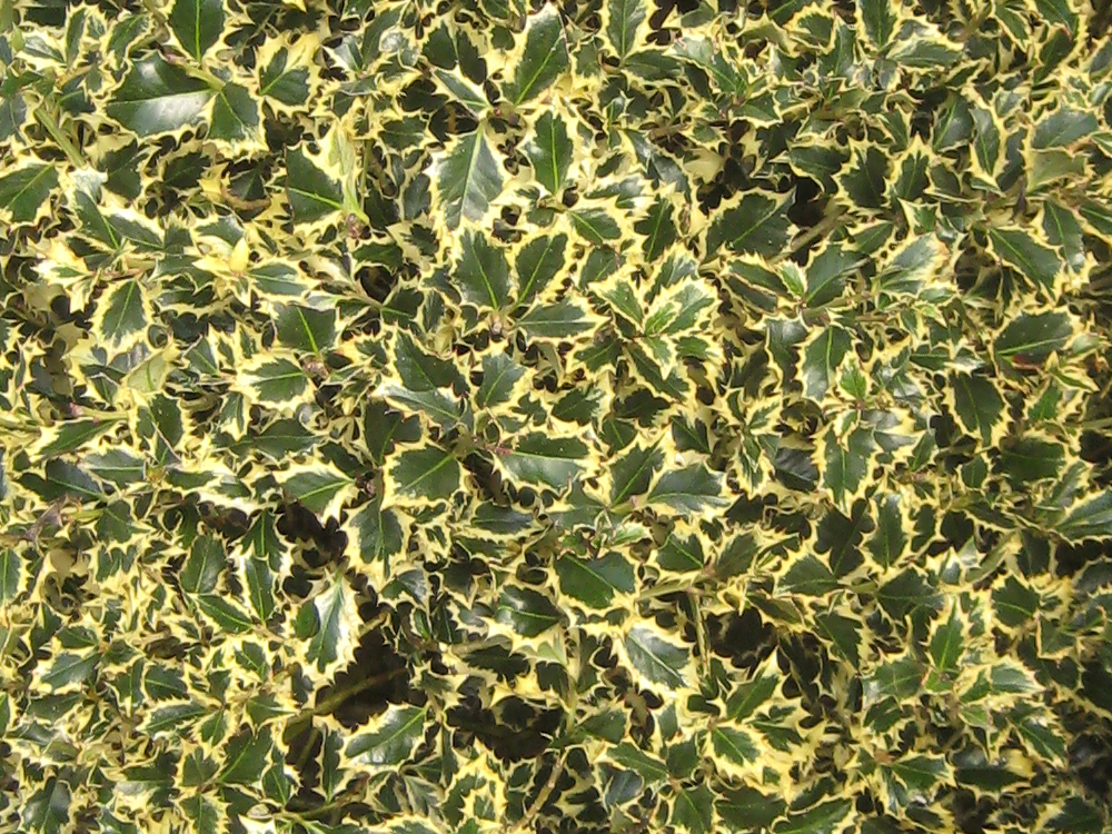 buxus