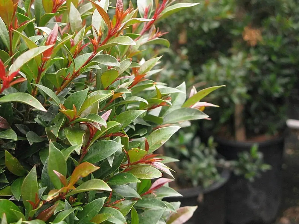 eugenia murtifolia