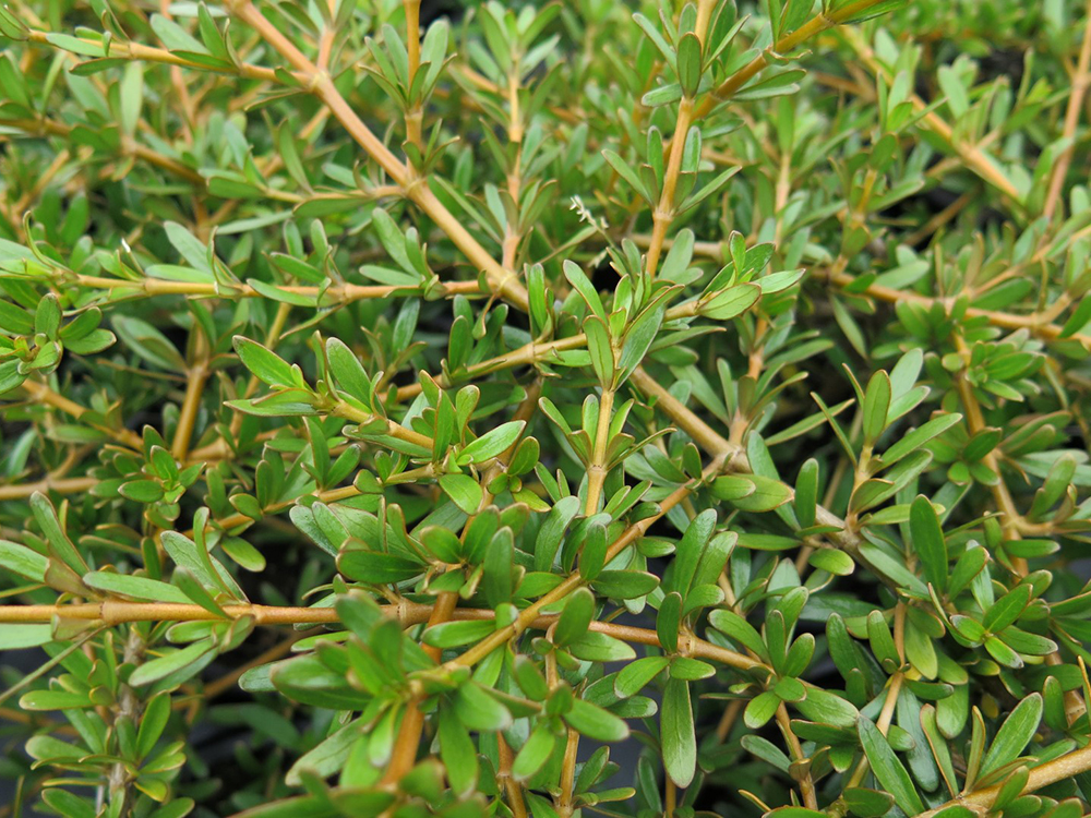 Kirkii coprosma