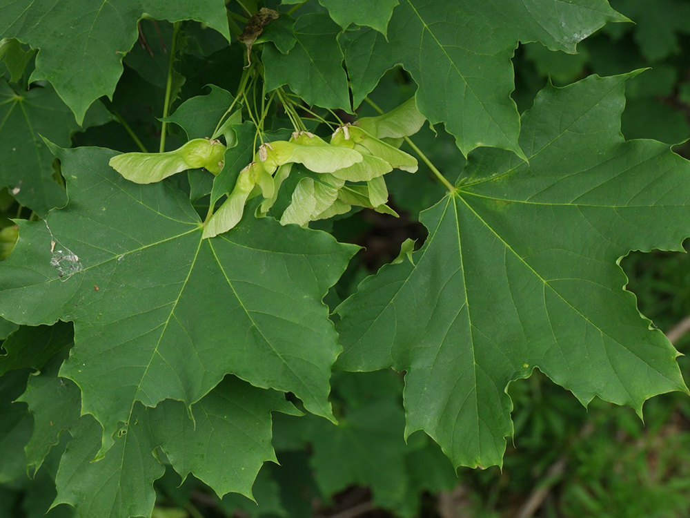 Platanoides 2